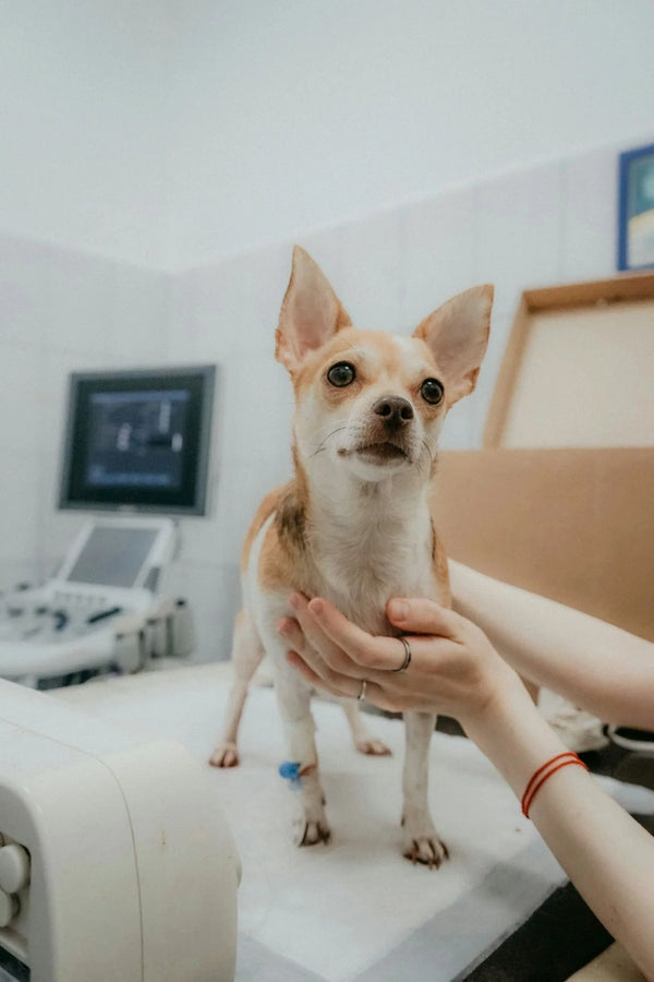 Red Light Therapy at Home vs. Vet Clinic: What's the Real Difference?