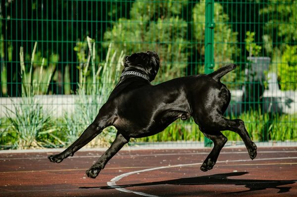 Post-Exercise Red Light Therapy for Dogs: Supporting Your Active Dog at Home