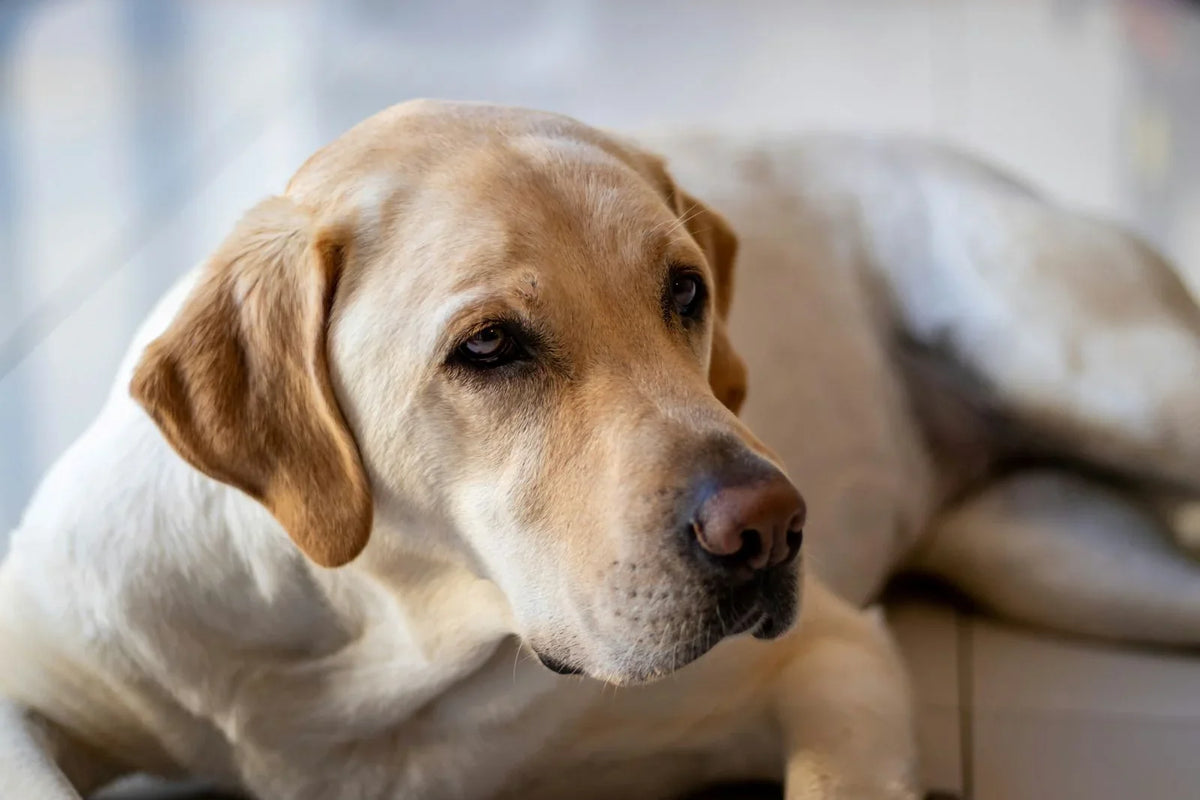 Red Light Therapy for Dogs with Arthritis: What Pet Owners Need to Know