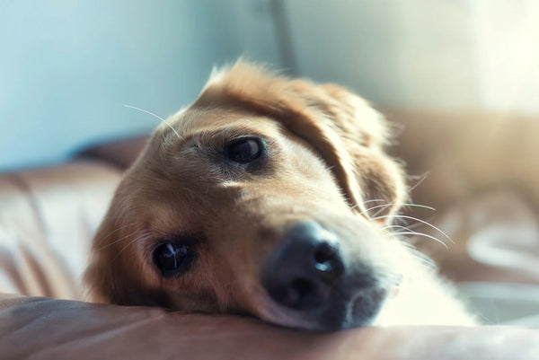 Using Red Light Therapy for Dog Anxiety: Does the Research Support It?