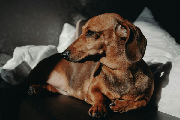 Red Light Therapy for Dachshunds: Back Pain and IVDD Support Guide