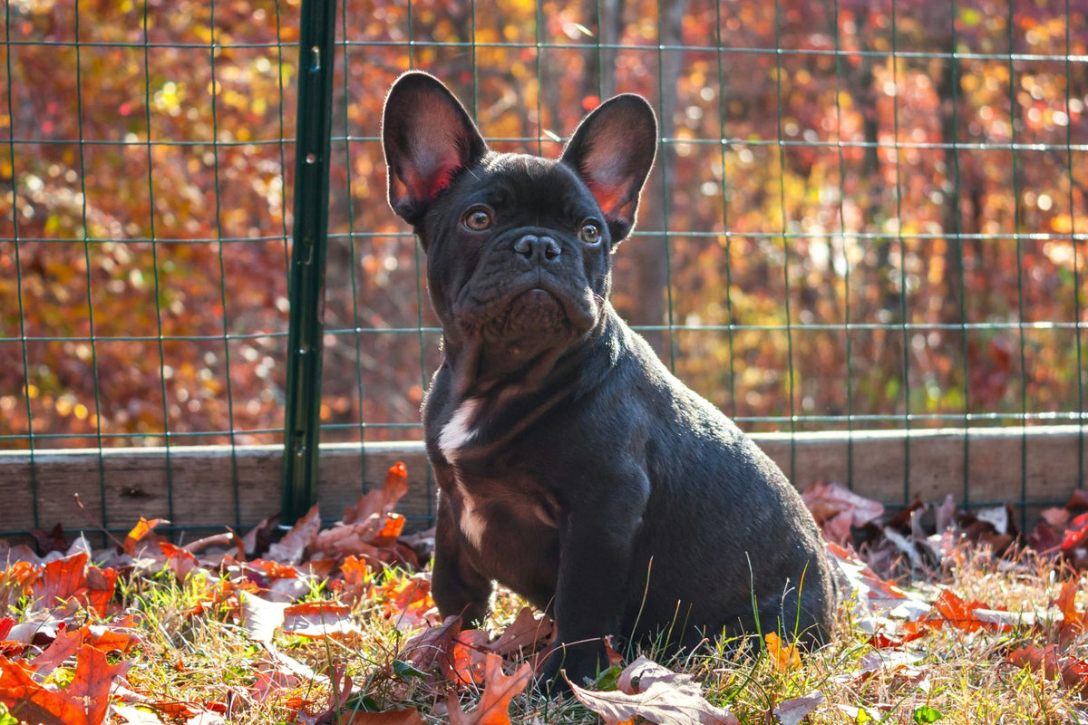 Red Light Therapy for French Bulldogs: Spine, Joints & Skin Support