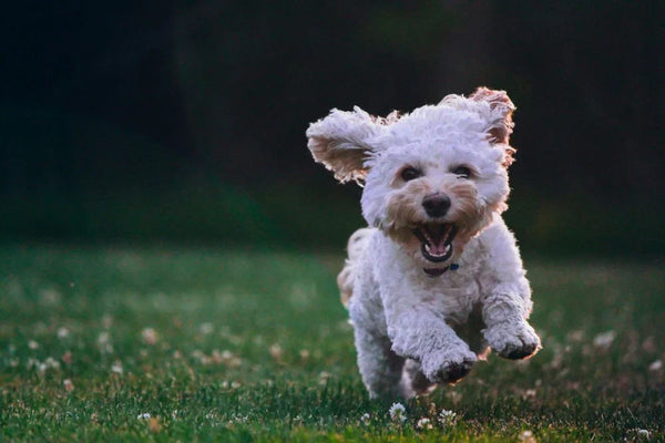 A happy white dog running with vitality, representing the active lifestyle supported by pet red light session.