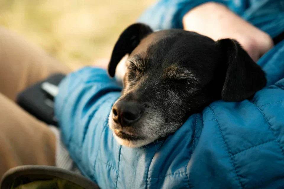 A senior dog with a greying muzzle resting contentedly in its owner's arms, enjoying a calm moment as part of a daily senior dog wellness routine