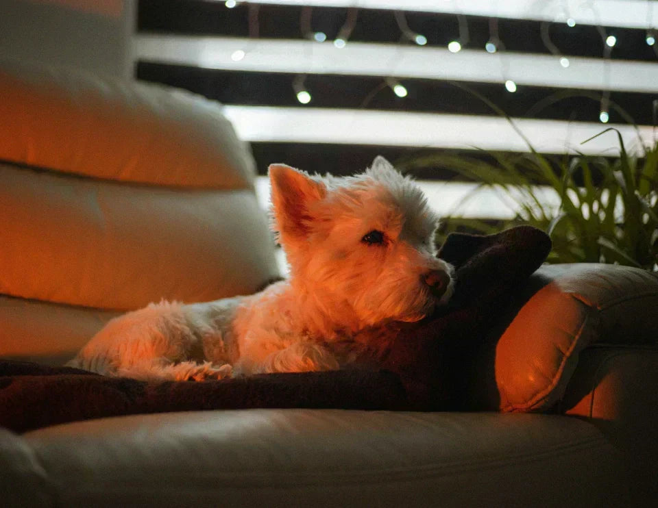 A small white dog resting peacefully on a sofa in warm red light, enjoying a calm moment at home with the PawMoves Restore Red Light & Massage Wrap for Pets
