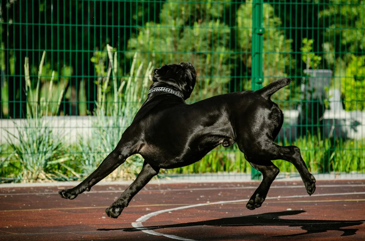 Post-Exercise Red Light Therapy for Dogs: Supporting Your Active Dog at Home