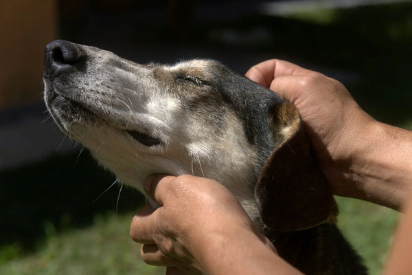 Vibration Massage for Dogs: What It Is and Why Vets Use It