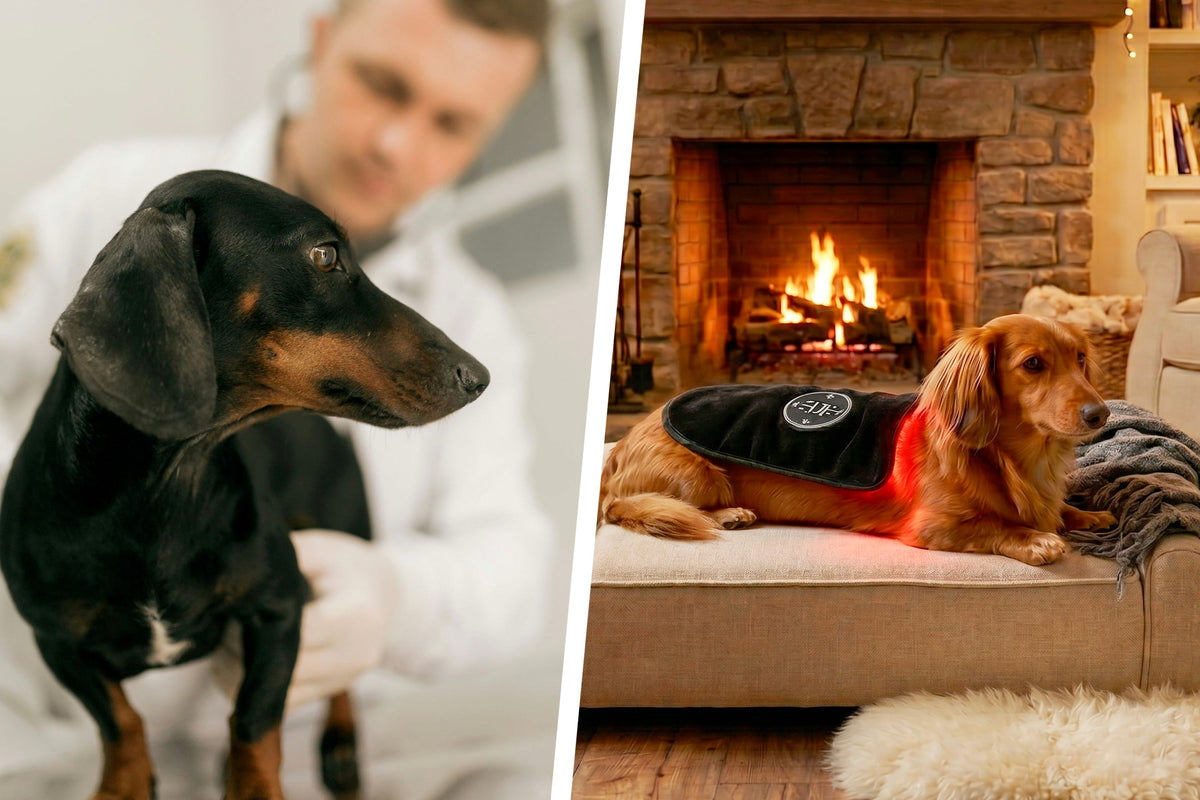 Red Light Therapy for Dogs: At-Home vs Professional — Is It Worth It?