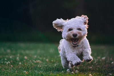 A happy white dog running with vitality, representing the active lifestyle supported by pet red light session.