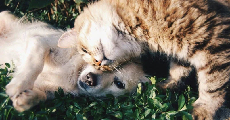 A cat and dog lying together outdoors, illustrating the comparison between red light therapy for cats and dogs