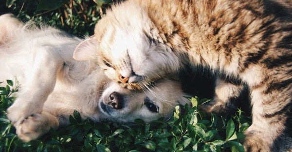 Red Light Therapy for Cats: Is It Different from Dogs?