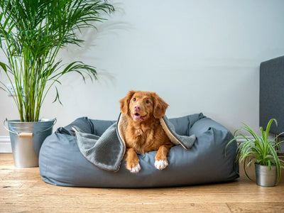A cheerful dog relaxing in a pet bed at home, illustrating  why a pet-specific design like the PawMoves Restore  Red Light & Massage Wrap for Pets fits naturally  into a daily home routine
