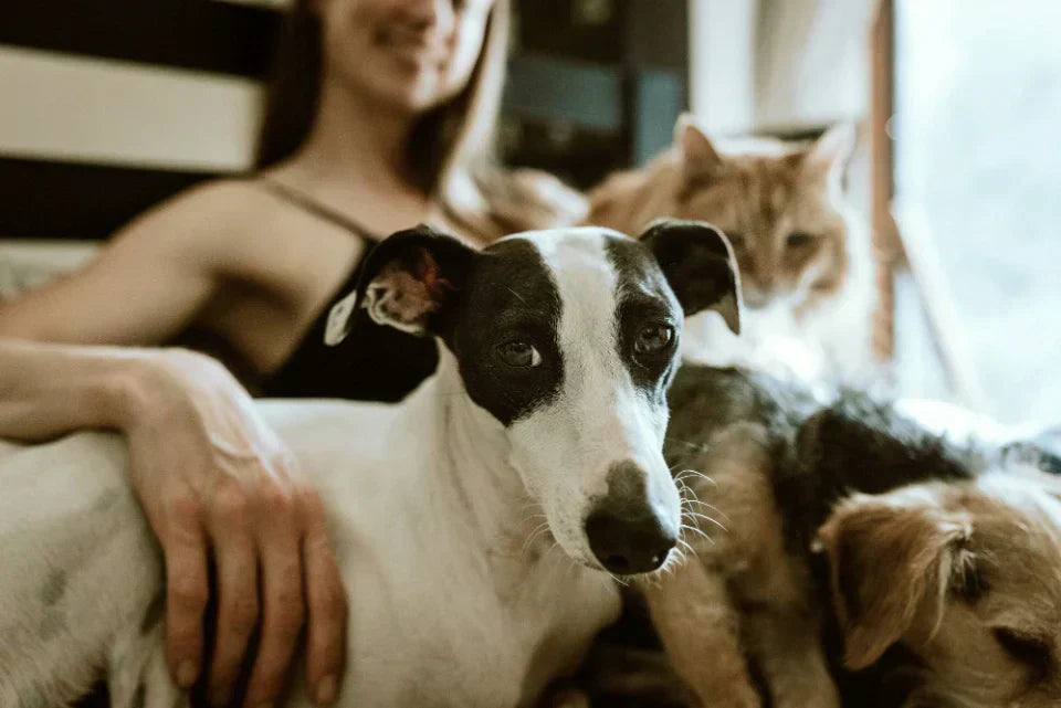 A pet owner relaxing at home with two dogs and a cat,  enjoying a calm moment together as part of a daily  pet wellness routine
