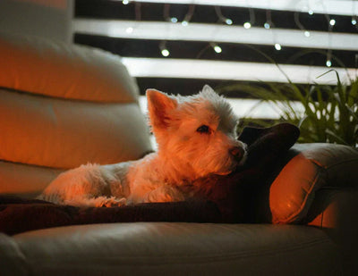A small white dog resting peacefully on a sofa in warm  red light, enjoying a calm moment at home with the  PawMoves Restore Red Light & Massage Wrap for Pets
