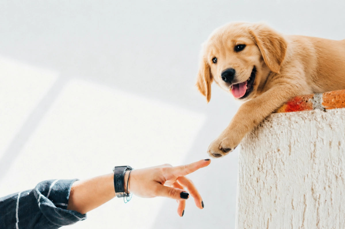 A golden retriever puppy reaching out to touch a person's hand — get in touch with the PawMoves team for product questions, support, or to share your pet's story.