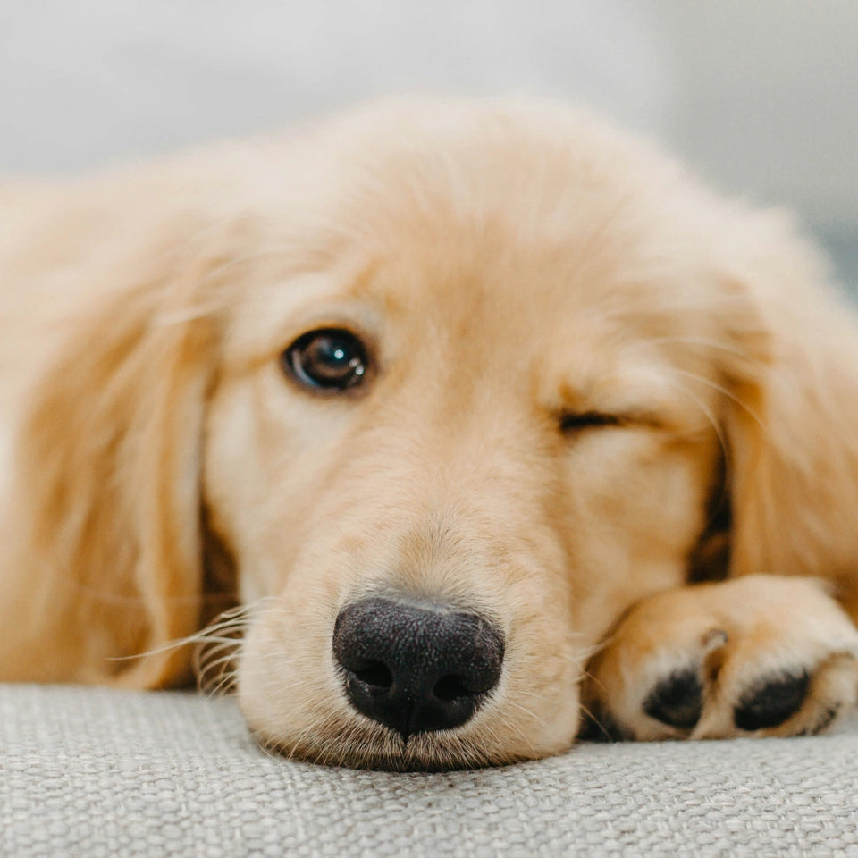 A golden retriever resting peacefully on a sofa — a quiet moment that captures why PawMoves Restore is designed to support every dog, at every stage of life.