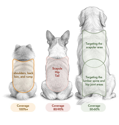 Illustration showing PawMoves Restore red light wrap coverage areas on small, medium, and large dogs — from full back coverage to targeted scapular and hip joint areas