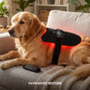 Golden Retriever resting on a sofa wearing the Pawmoves Restore red light therapy wrap with remote control nearby, demonstrating the 30-minute auto shut-off feature for safe unattended use