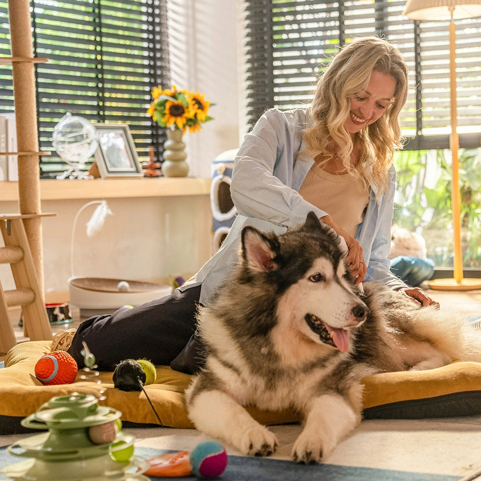 A smiling woman gently caring for her Alaskan Malamute at home — reflecting PawMoves' belief that everyday comfort and attention are the foundation of pet wellness.